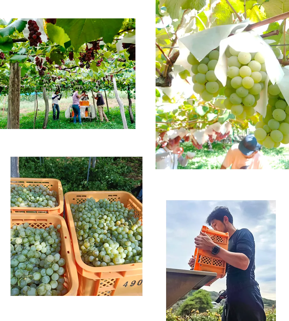葡萄の収穫風景