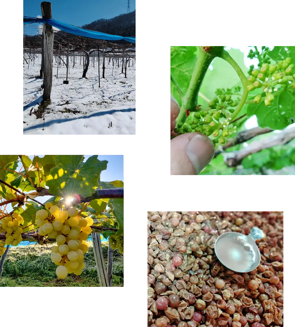 葡萄畑とワイン醸造