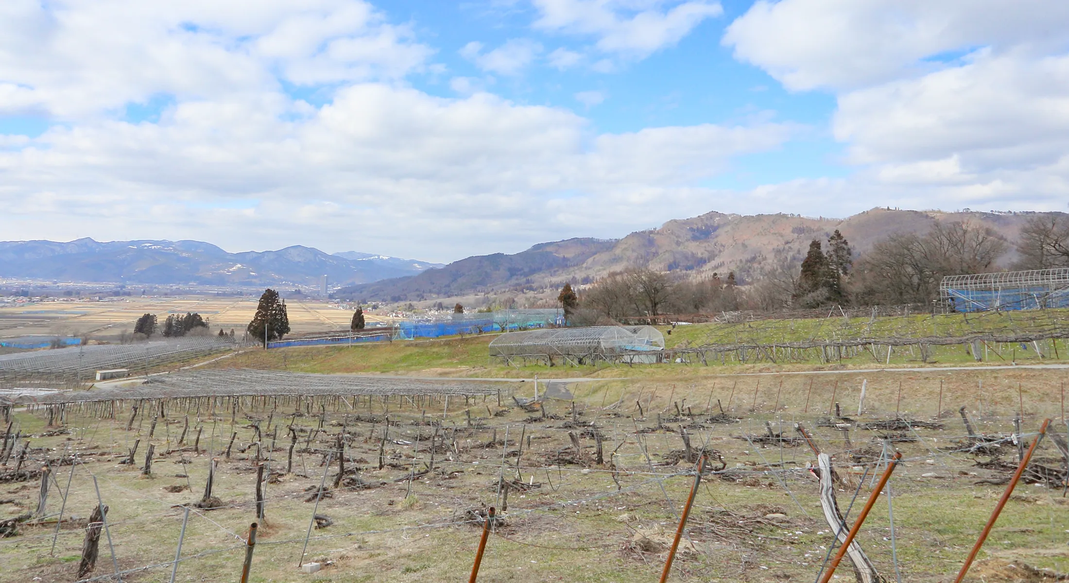 葡萄畑から見る風景