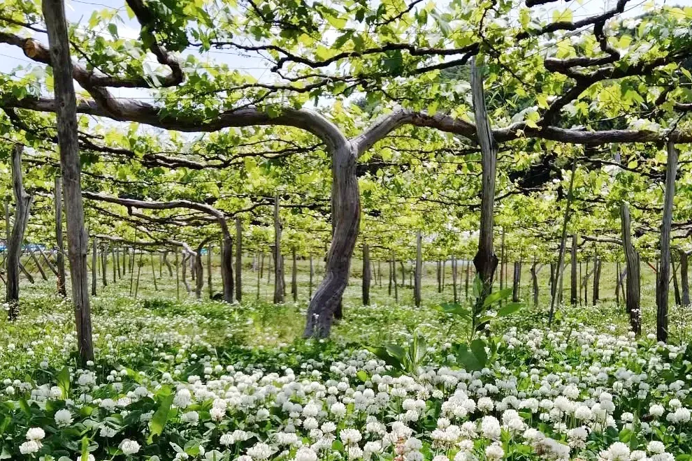 シロツメクサと葡萄畑