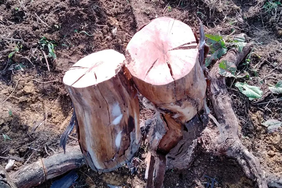 切られた葡萄の木