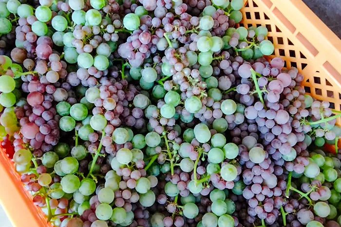 収穫された葡萄